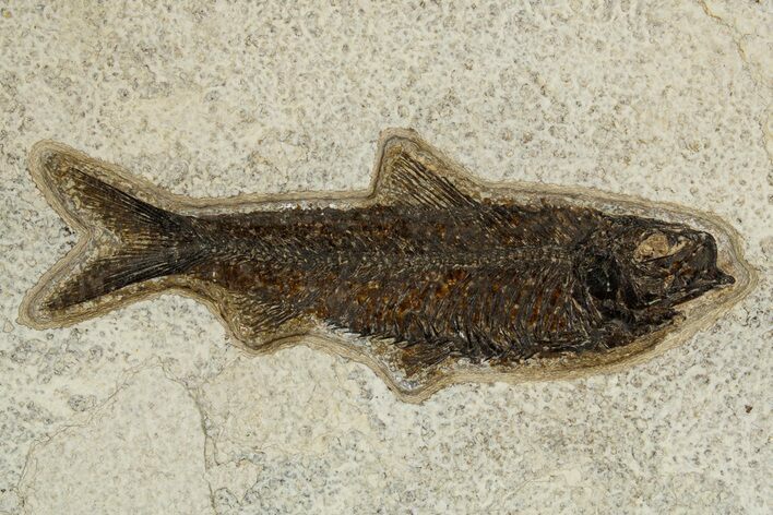 Detailed Fossil Fish (Knightia) - Wyoming #327805